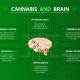 Benefits of Cannabis