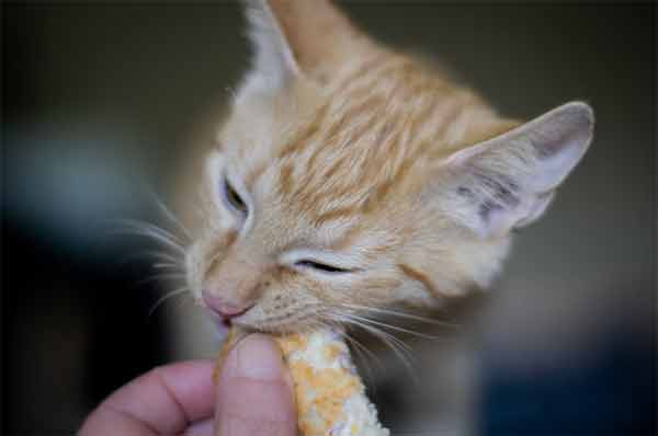 Human foods that your cats love to eat