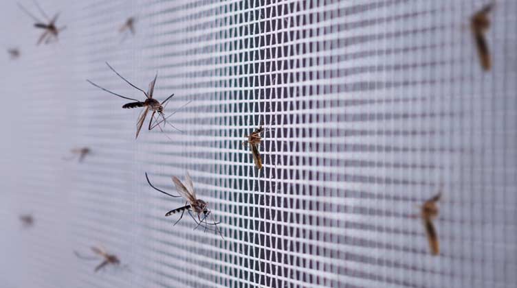 why-are-mosquitoes-in-my-house-american-rental-specialties